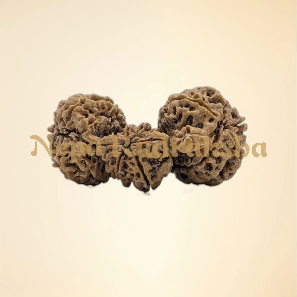 Nepali Trijuti Rudraksha (back)