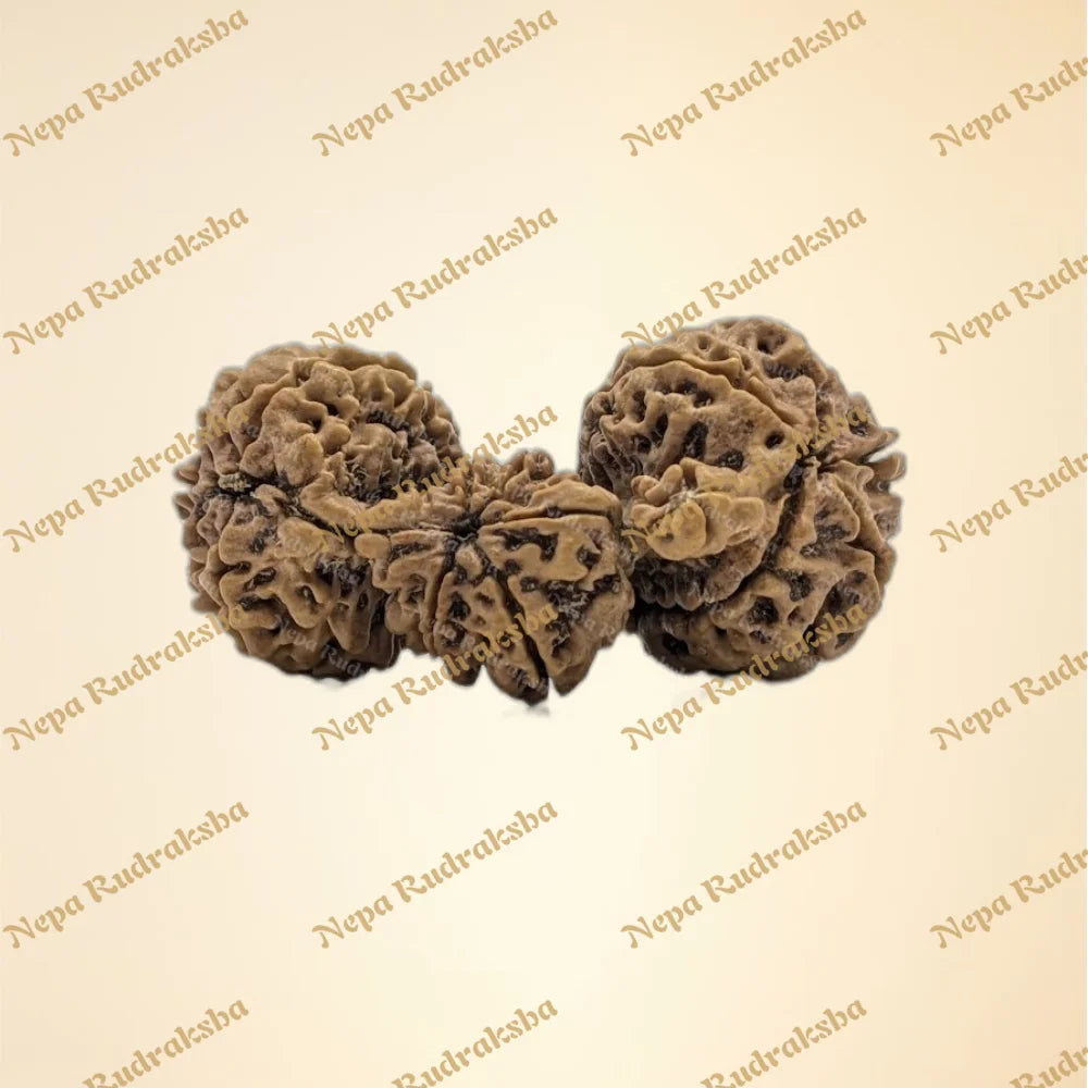 Nepali Trijuti Rudraksha (back)