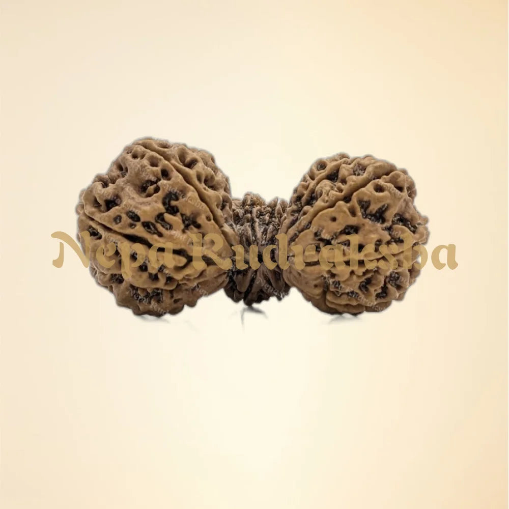 Nepali 15 Mukhi Trijuti Rudraksha (7321)