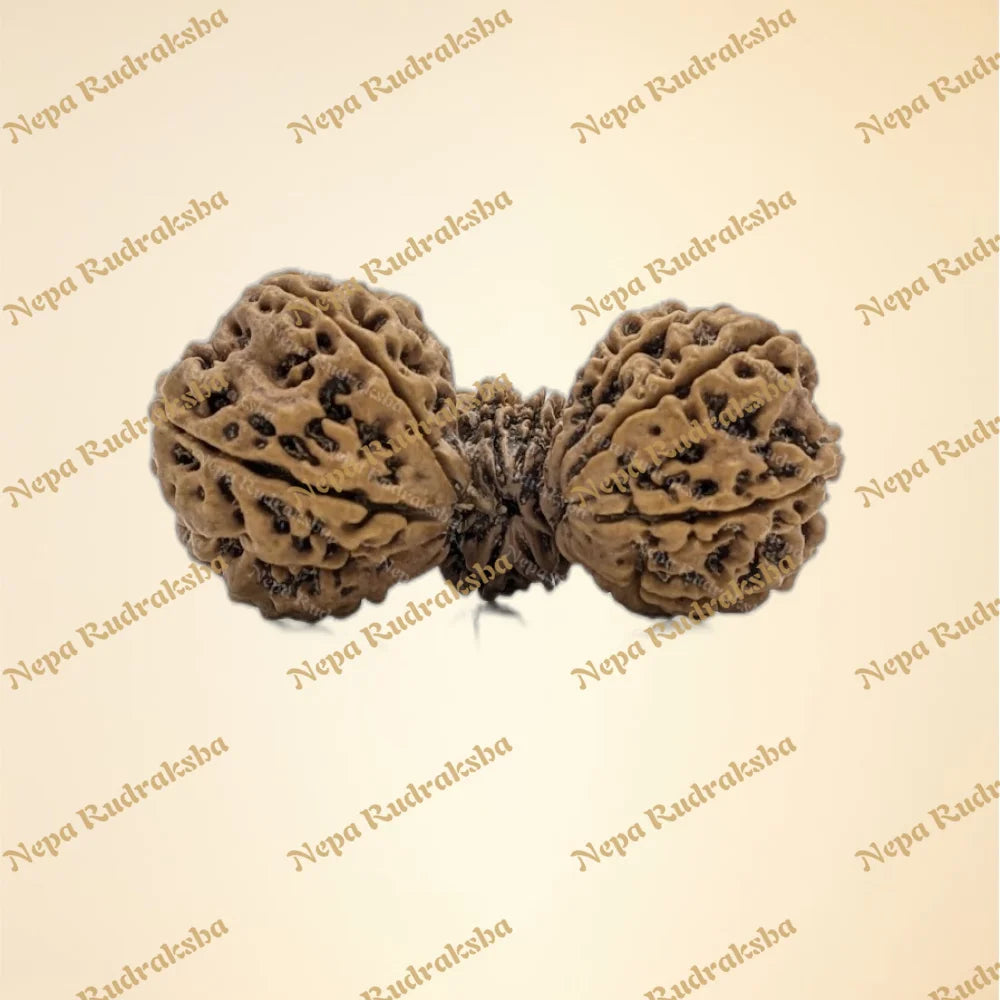 Nepali 15 Mukhi Trijuti Rudraksha (7321)