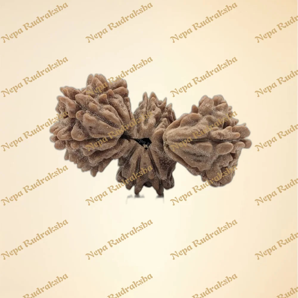 Nepali 15 Mukhi Trijuti Rudraksha (7779)