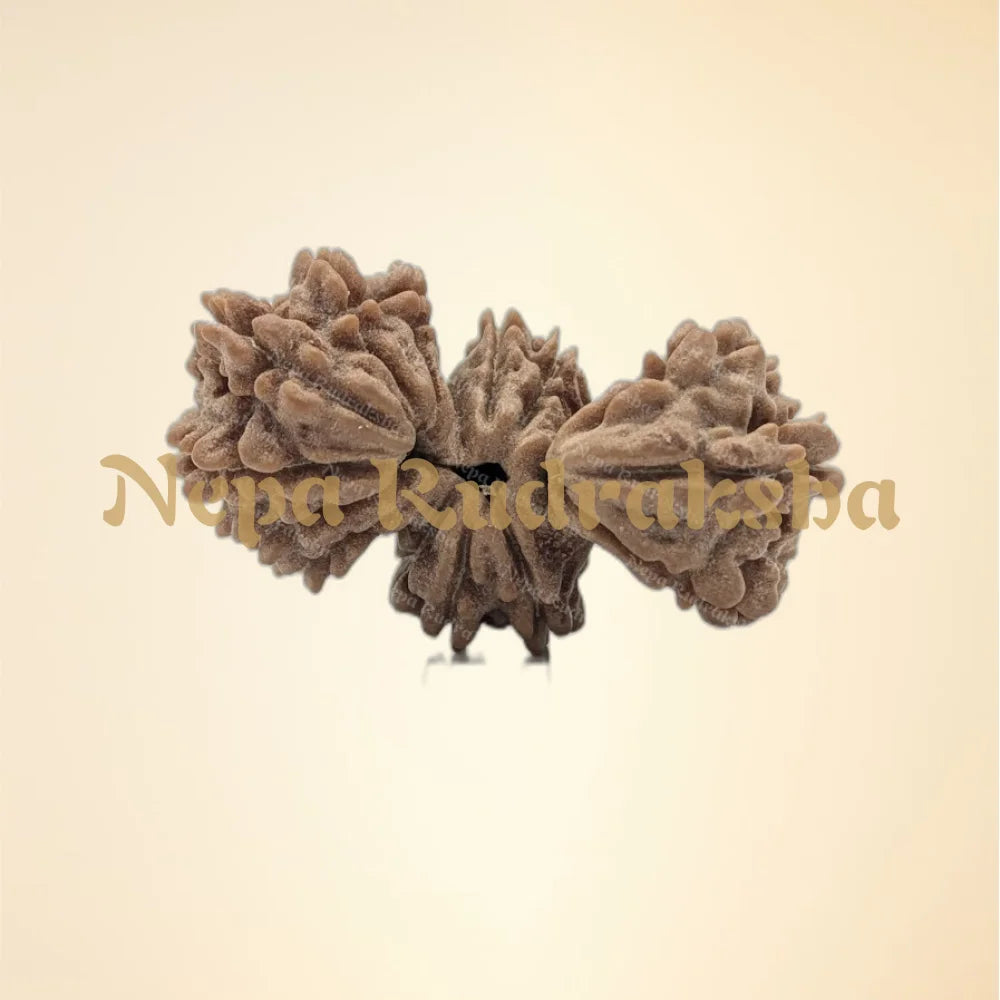Nepali 15 Mukhi Trijuti Rudraksha (7779)