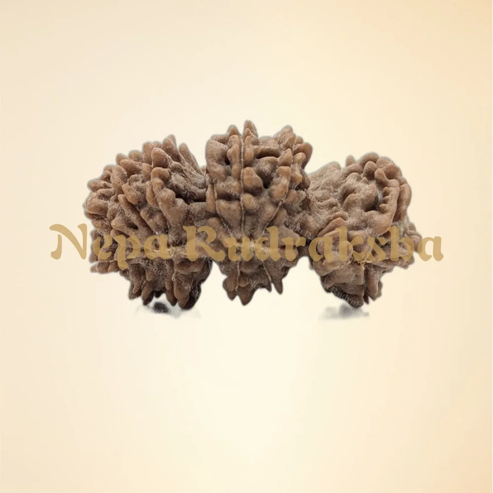 Nepali Trijuti Rudraksha (back)
