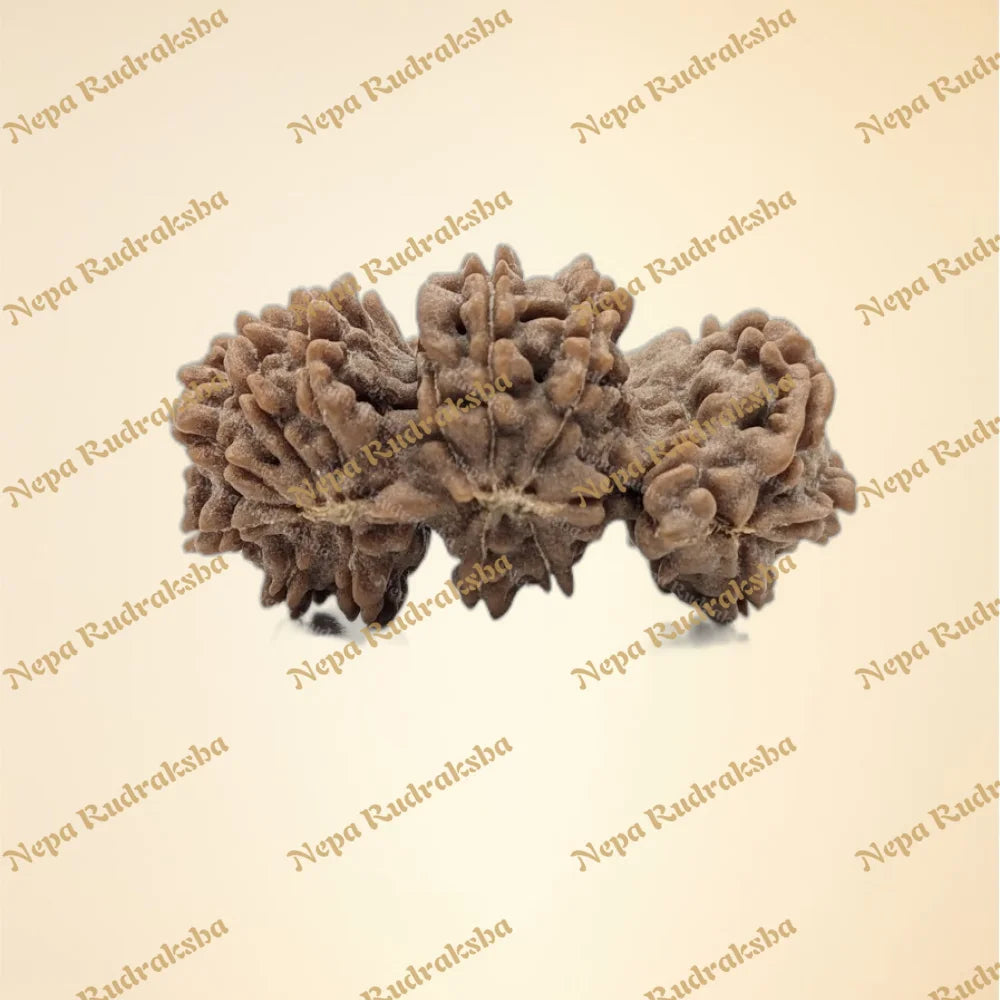 Nepali Trijuti Rudraksha (back)