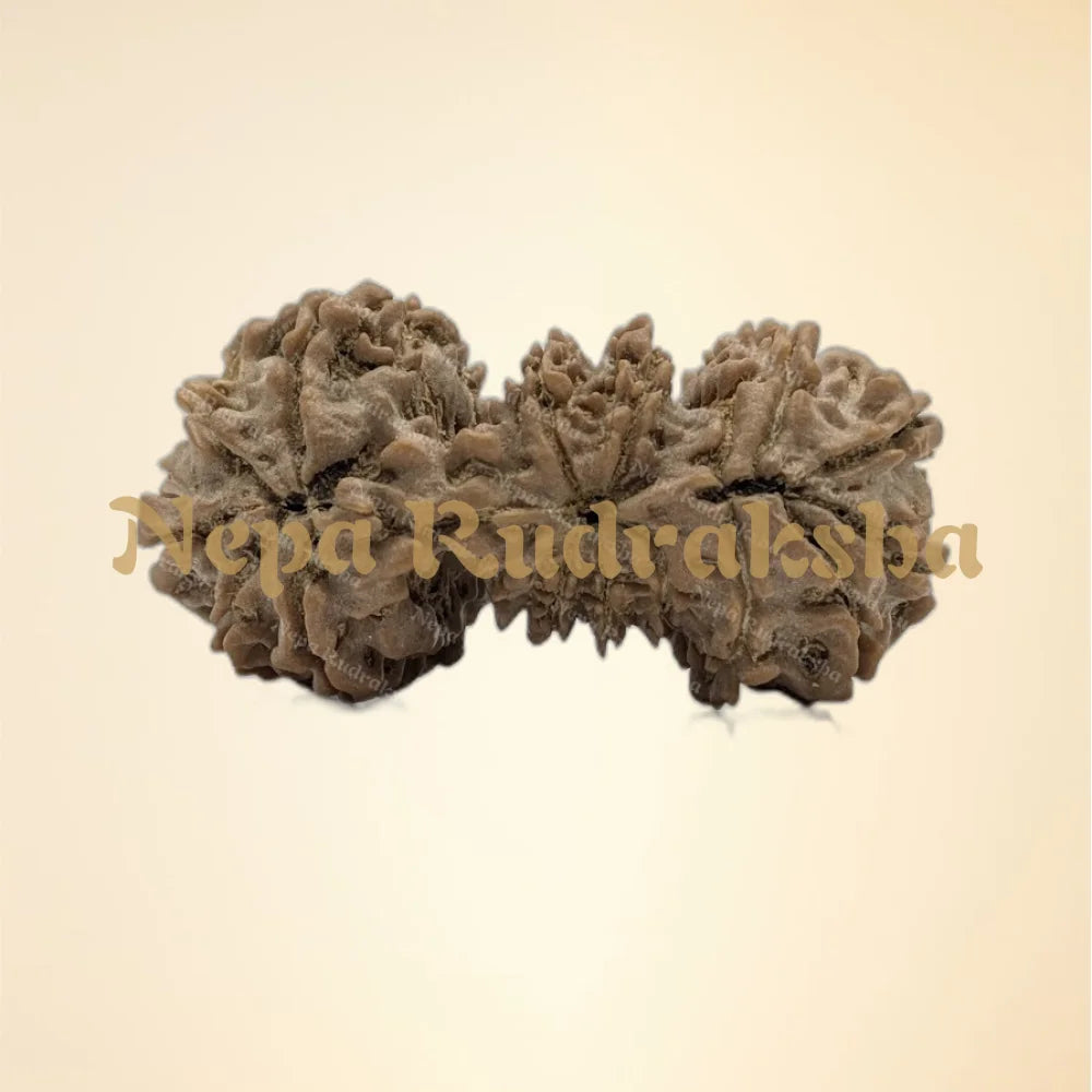 Nepali Trijuti Rudraksha (back)