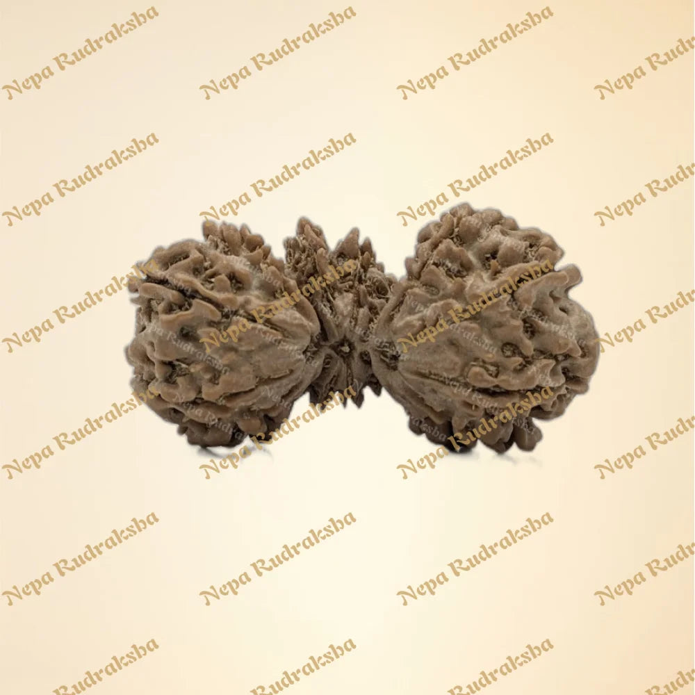 Nepali 16 Mukhi Trijuti Rudraksha (6992)