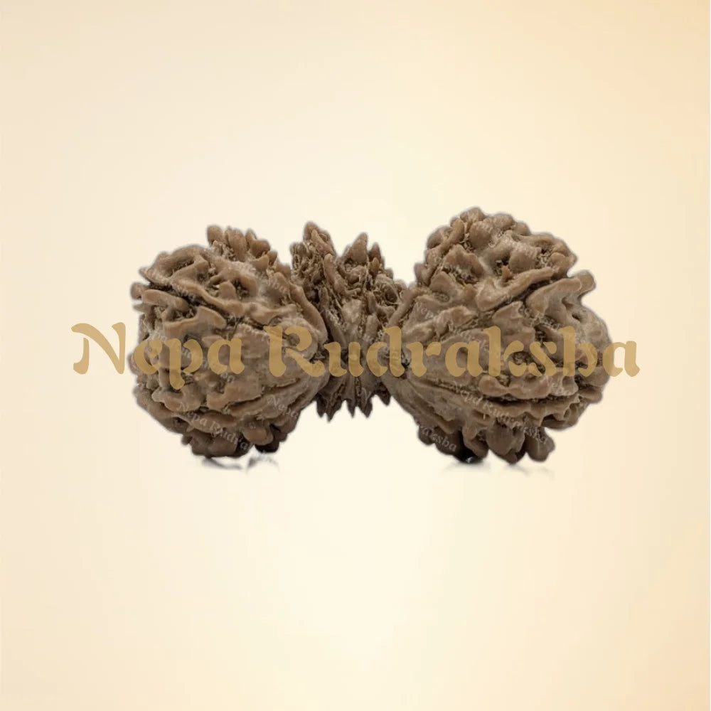 Nepali 16 Mukhi Trijuti Rudraksha (6992)