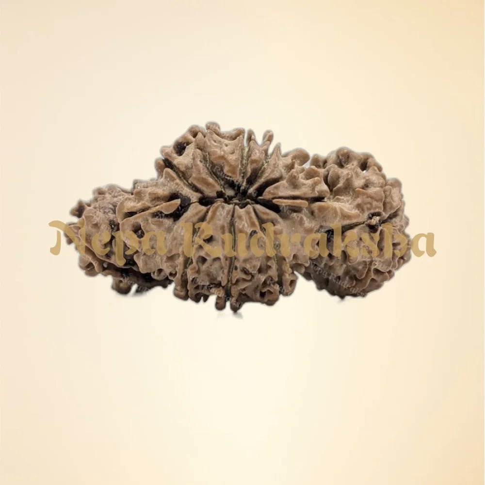 Nepali Trijuti Rudraksha (back)