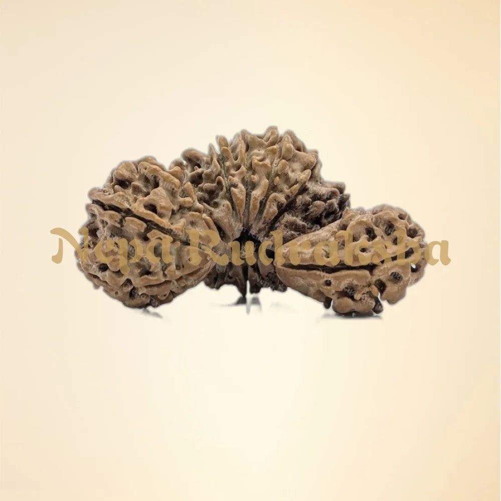 Nepali 16 Mukhi Trijuti Rudraksha (7322)