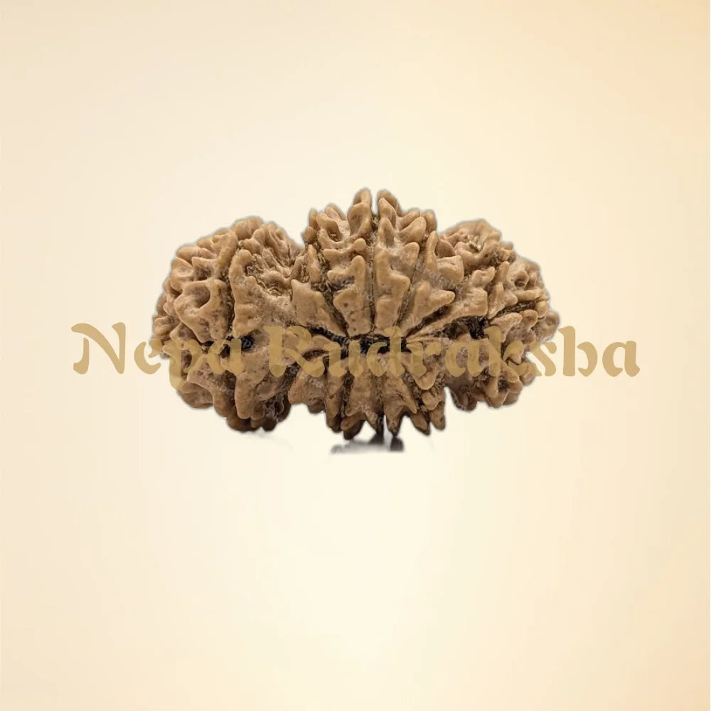 Nepali Trijuti Rudraksha (back)