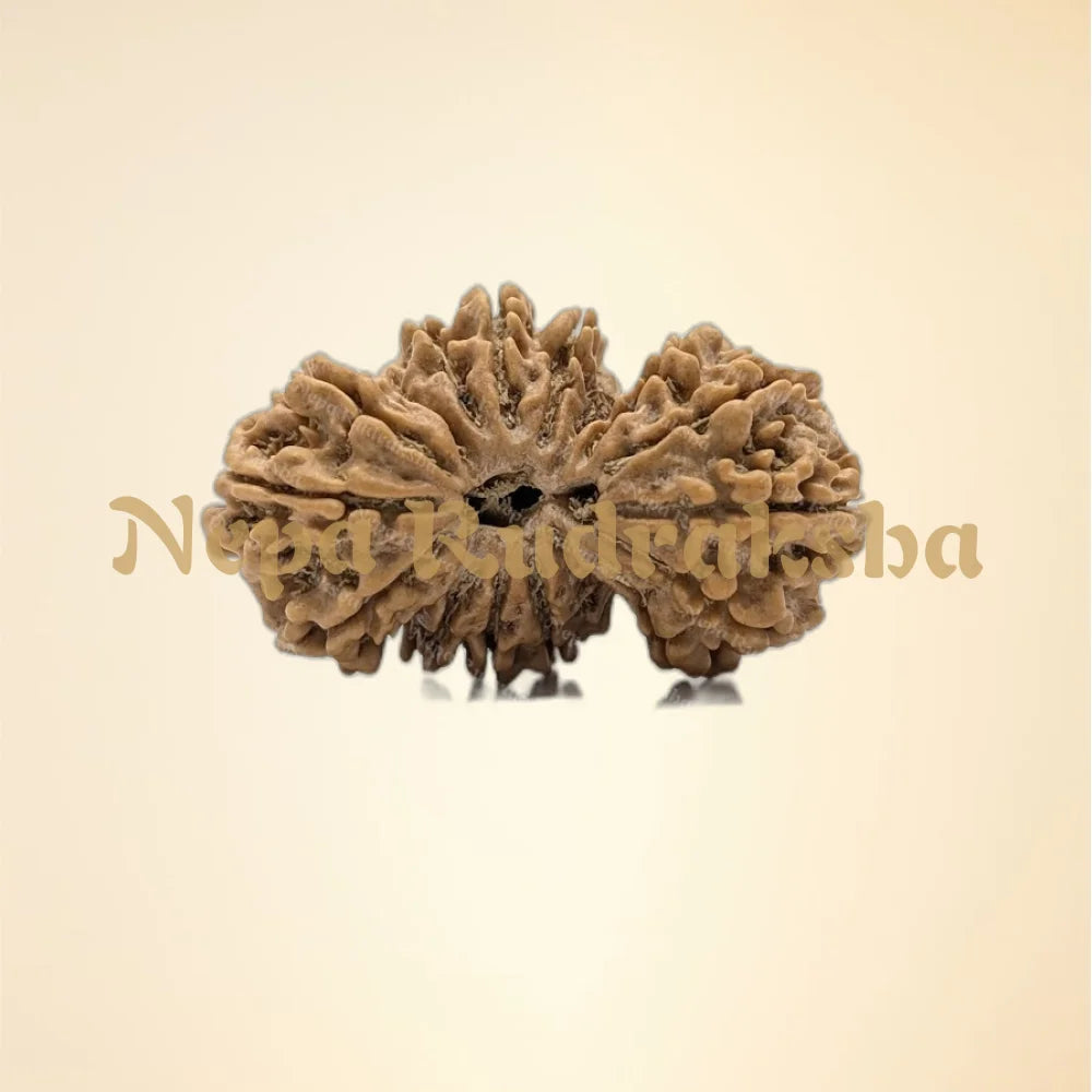 Nepali 16 Mukhi Trijuti Rudraksha (Collector - 11127)