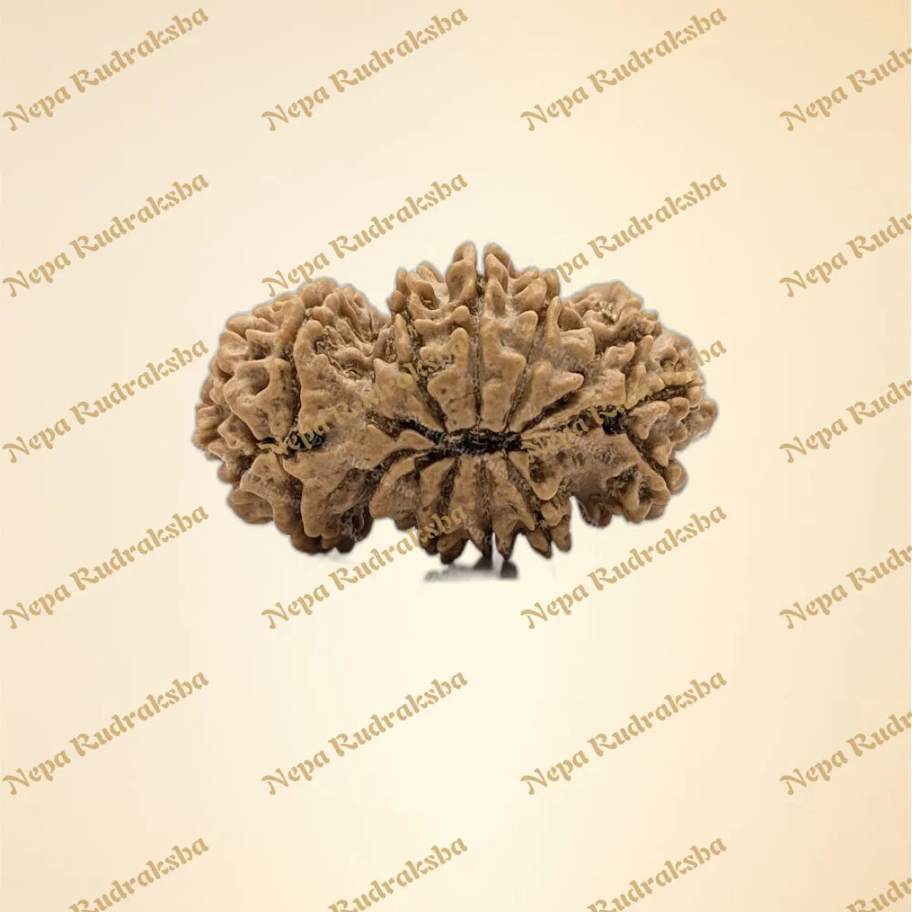 Nepali Trijuti Rudraksha (back)