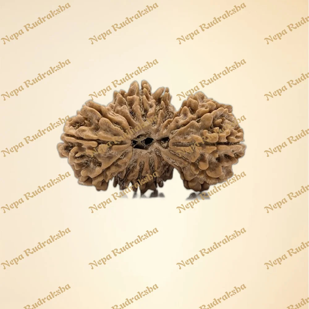Nepali 16 Mukhi Trijuti Rudraksha (Collector - 11127)
