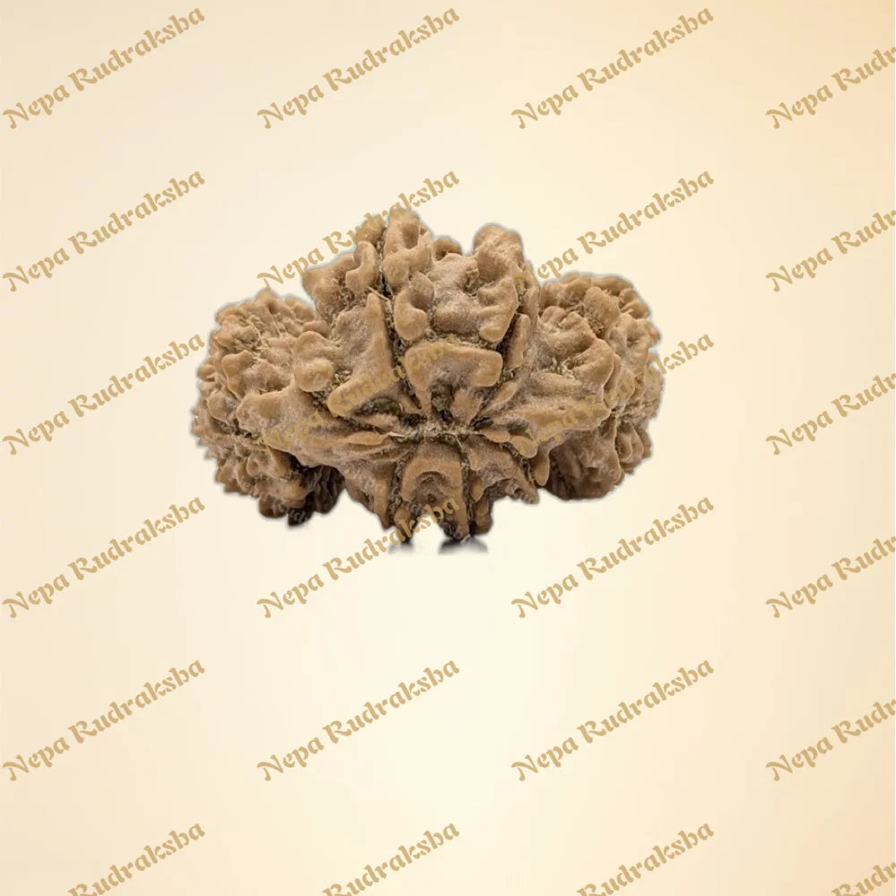 Nepali Trijuti Rudraksha (back)