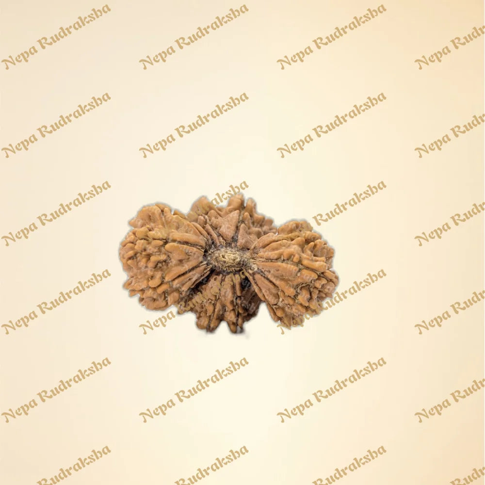 Nepali Trijuti Rudraksha (front)