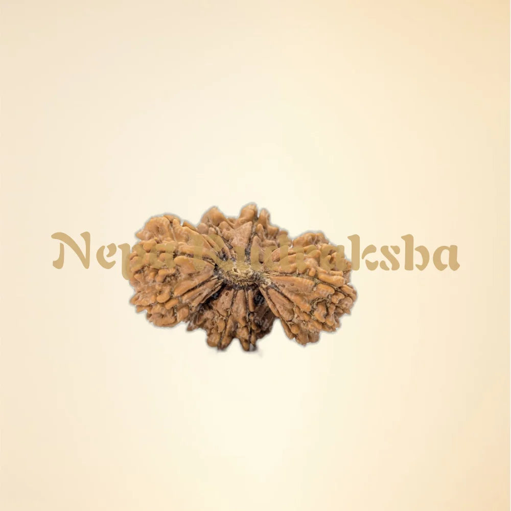 Nepali 17 Mukhi Trijuti Rudraksha (10725)