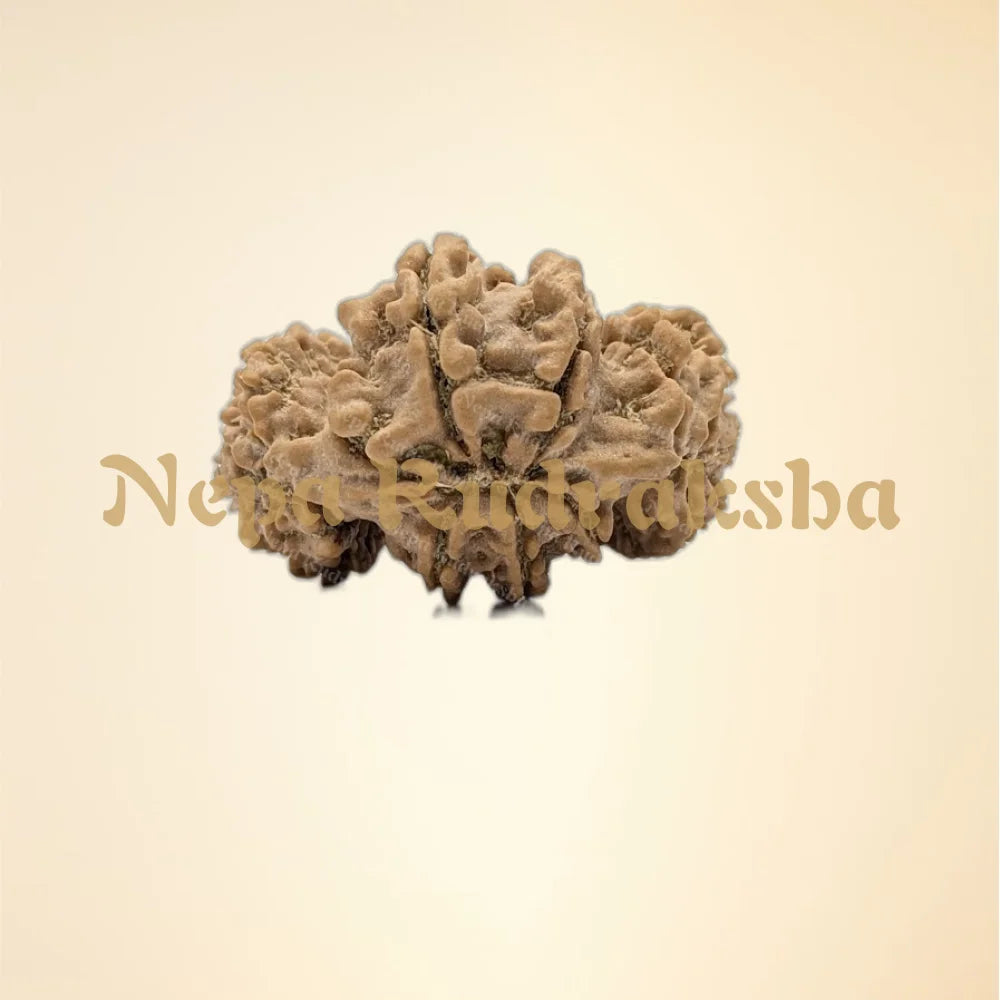 Nepali Trijuti Rudraksha (back)