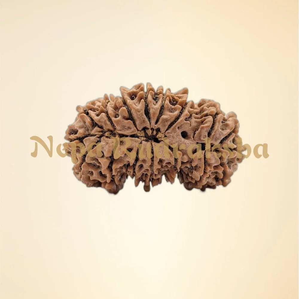 Nepali Trijuti Rudraksha (back)