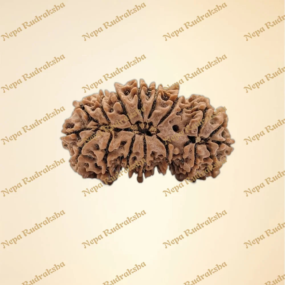 Nepali Trijuti Rudraksha (back)