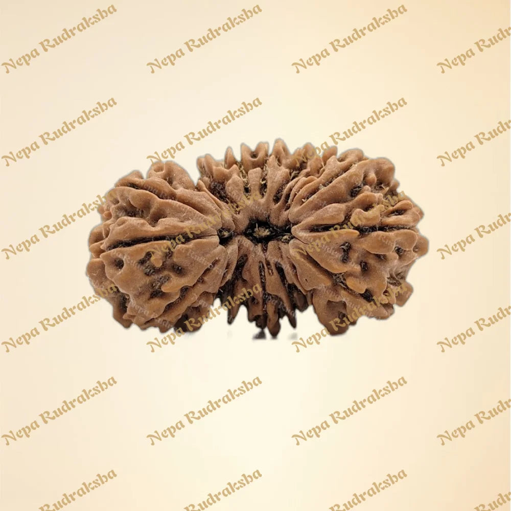 Nepali 17 Mukhi Trijuti Rudraksha (9060)