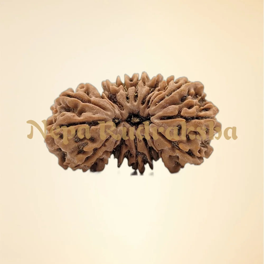 Nepali 17 Mukhi Trijuti Rudraksha (9060)