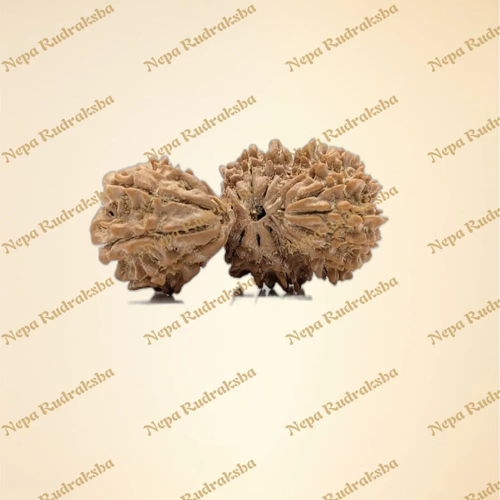 Nepali 18 Mukhi Trijuti Rudraksha (11130)