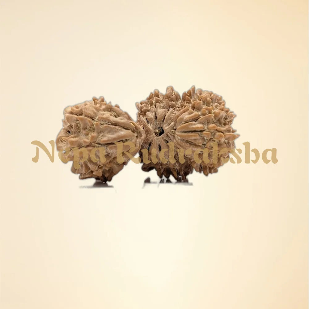 Nepali 18 Mukhi Trijuti Rudraksha (11130)