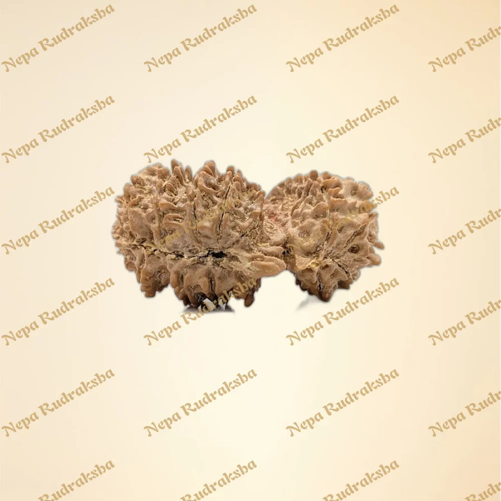 Nepali Trijuti Rudraksha (back)