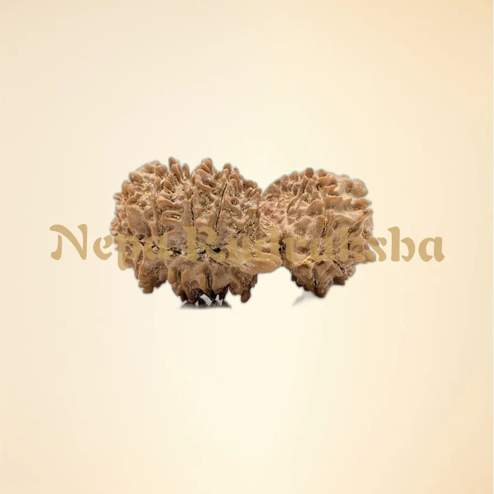 Nepali Trijuti Rudraksha (back)