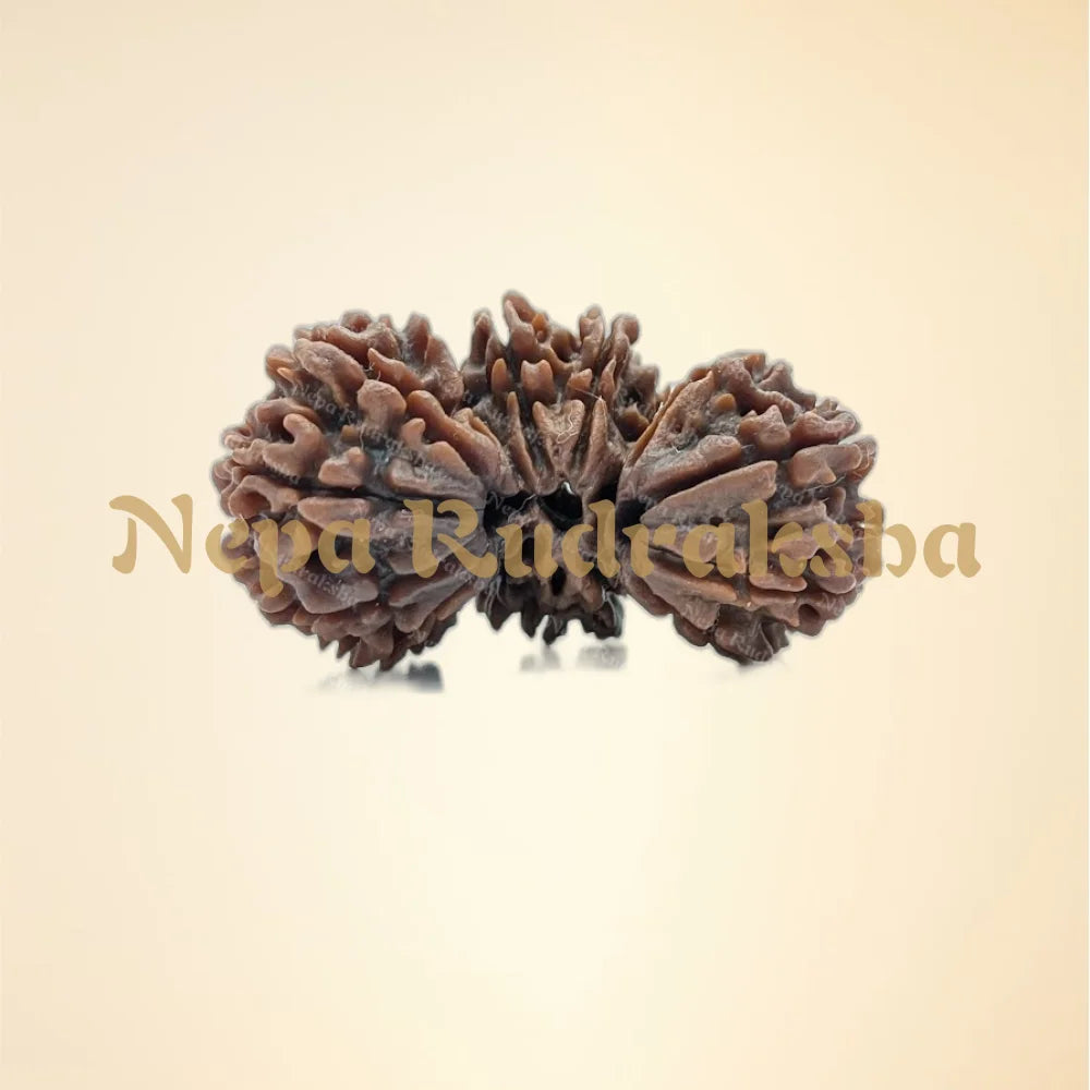 Nepali 18 Mukhi Trijuti Rudraksha (11131)