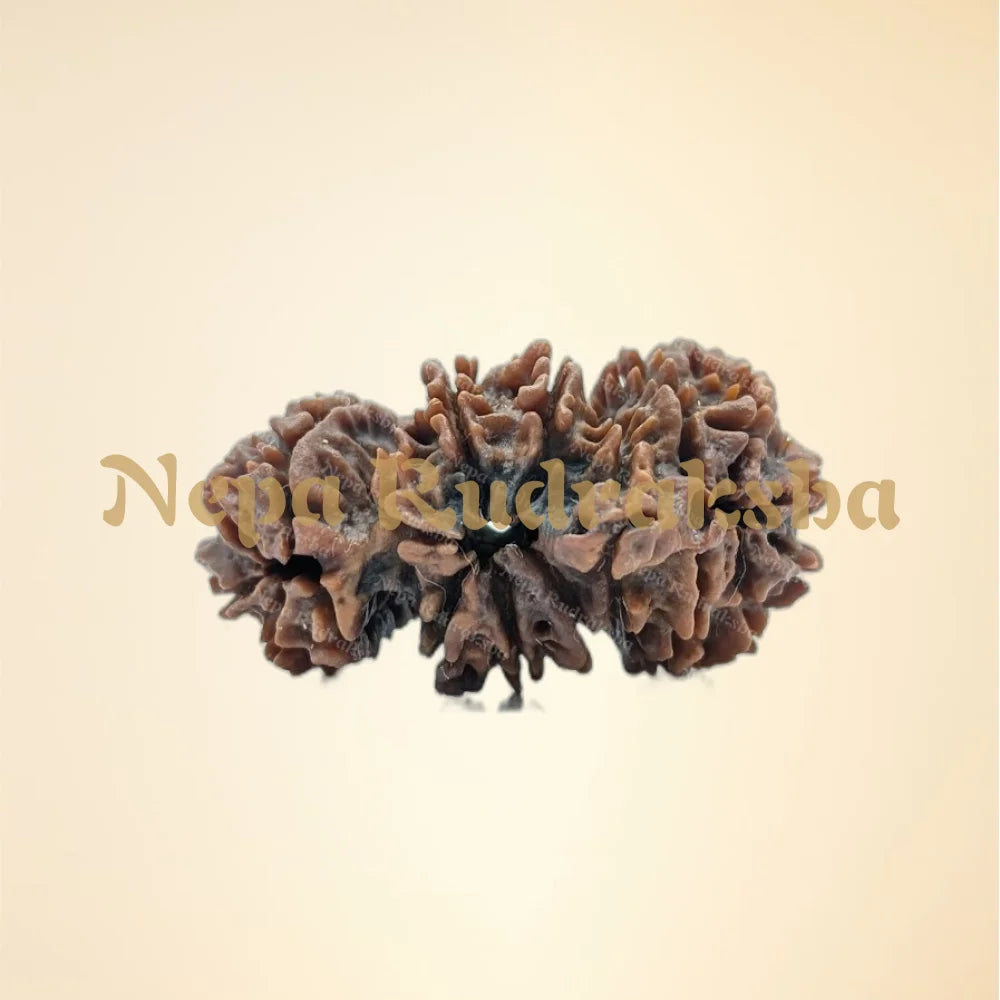 Nepali Trijuti Rudraksha (back)