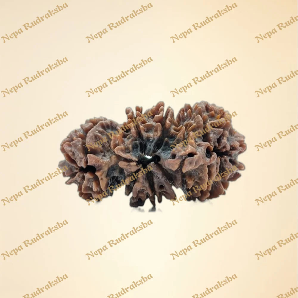 Nepali Trijuti Rudraksha (back)
