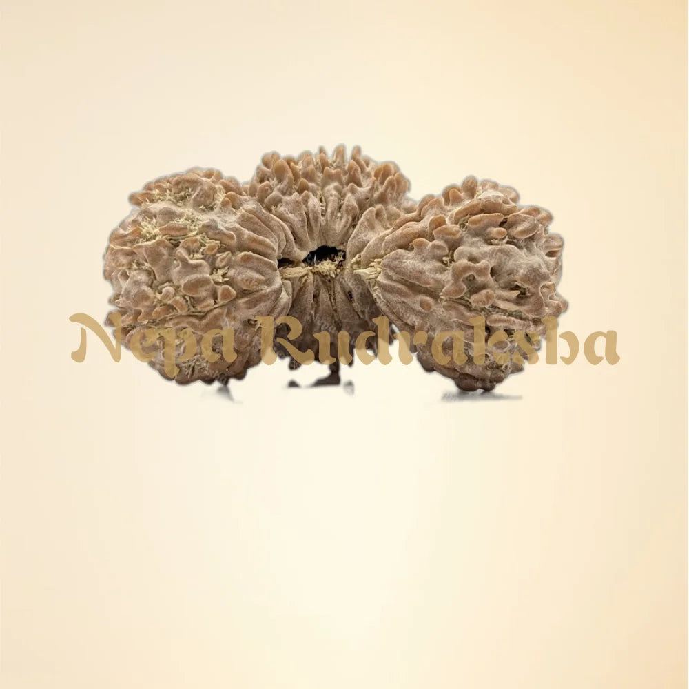 Nepali 21 Mukhi Trijuti Rudraksha (11125)