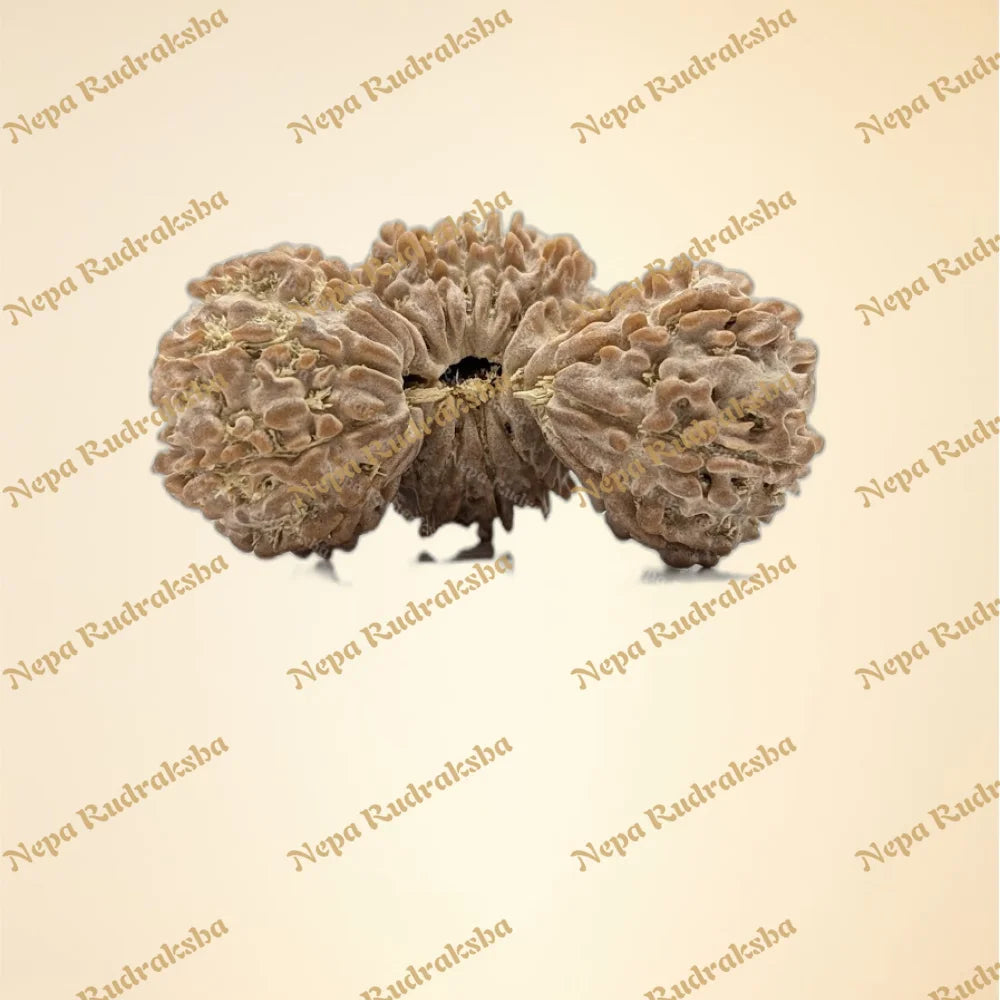 Nepali 21 Mukhi Trijuti Rudraksha (11125)