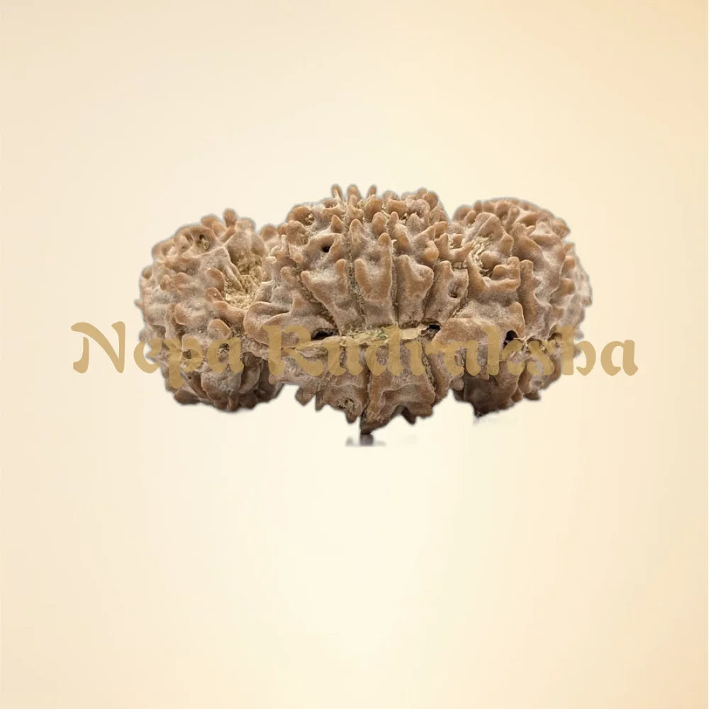 Nepali Trijuti Rudraksha (back)