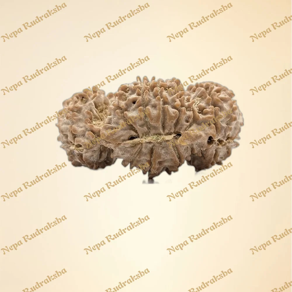 Nepali Trijuti Rudraksha (back)
