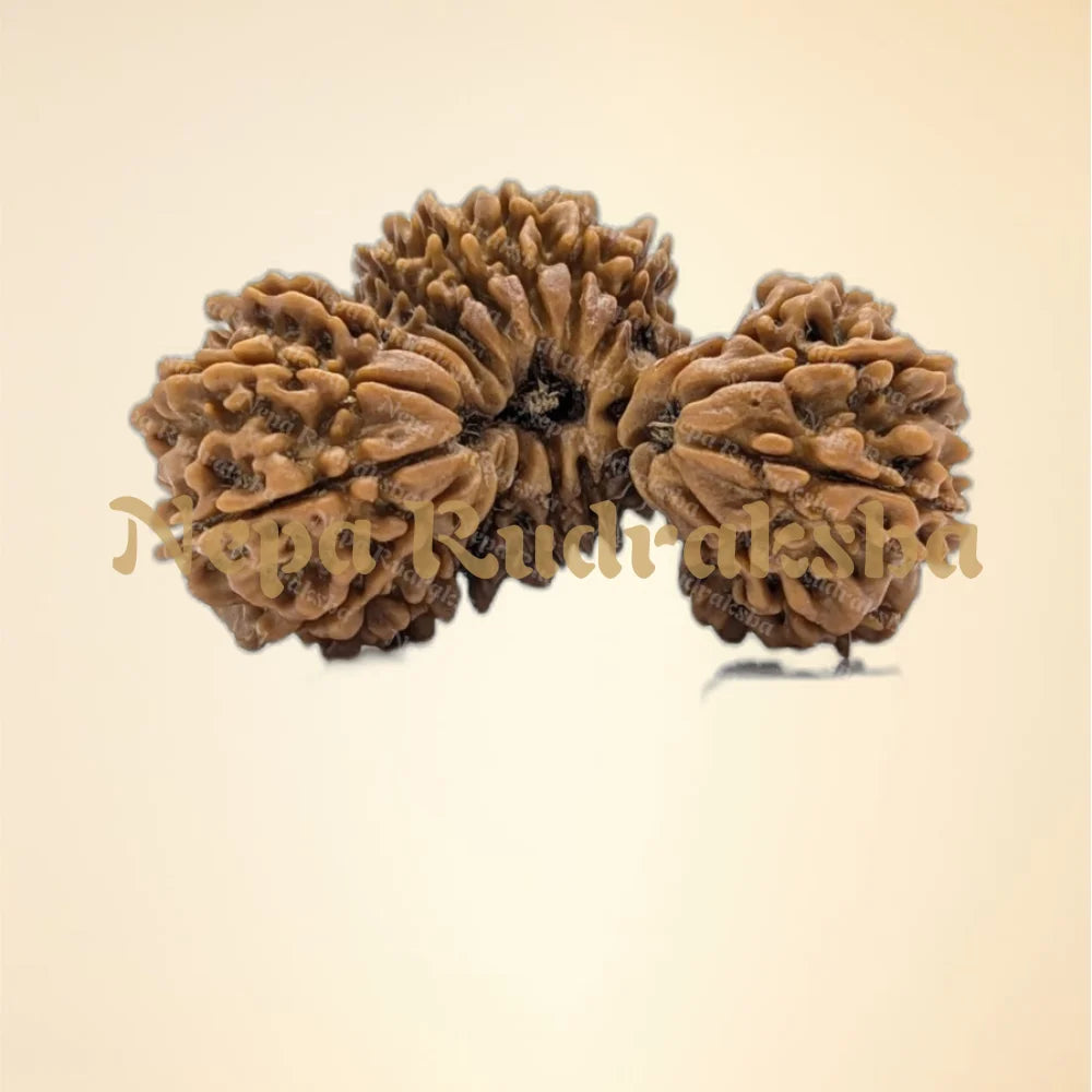 Nepali 21 Mukhi Trijuti Rudraksha (11148)
