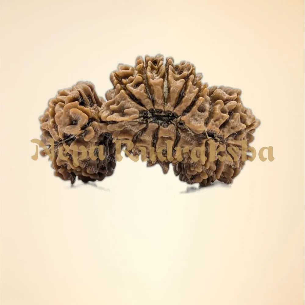 Nepali Trijuti Rudraksha (back)
