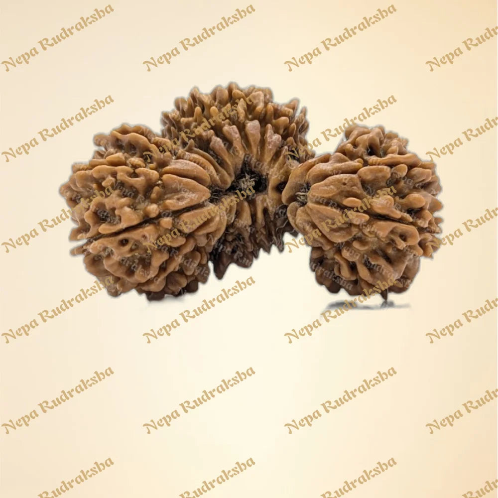 Nepali 21 Mukhi Trijuti Rudraksha (11148)