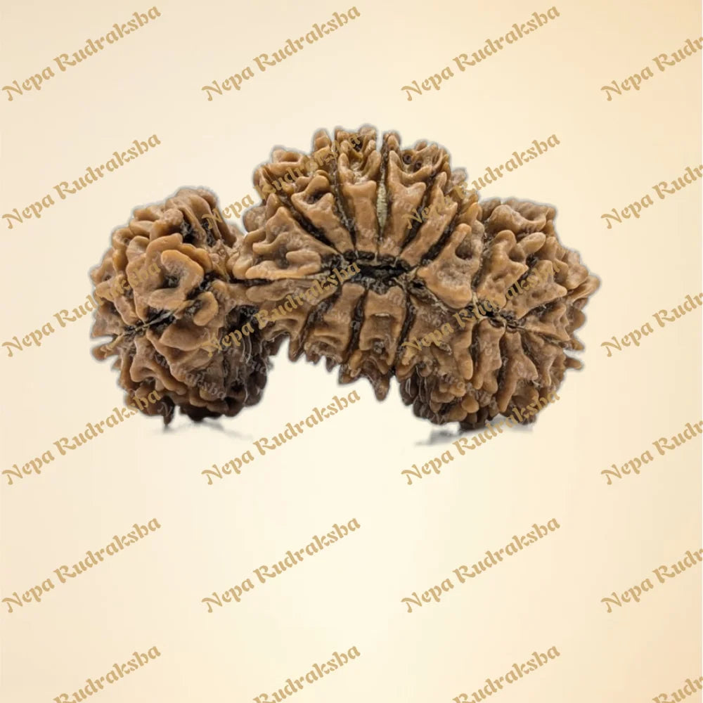 Nepali Trijuti Rudraksha (back)