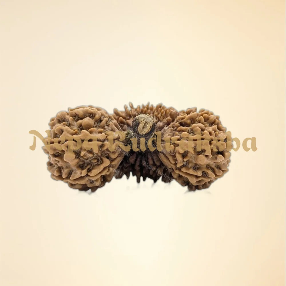 Nepali 24 Mukhi Trijuti Rudraksha (11124)