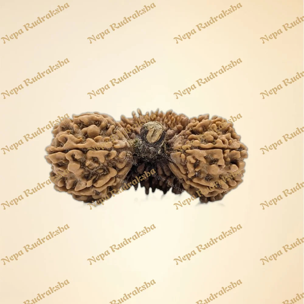 Nepali 24 Mukhi Trijuti Rudraksha (11124)