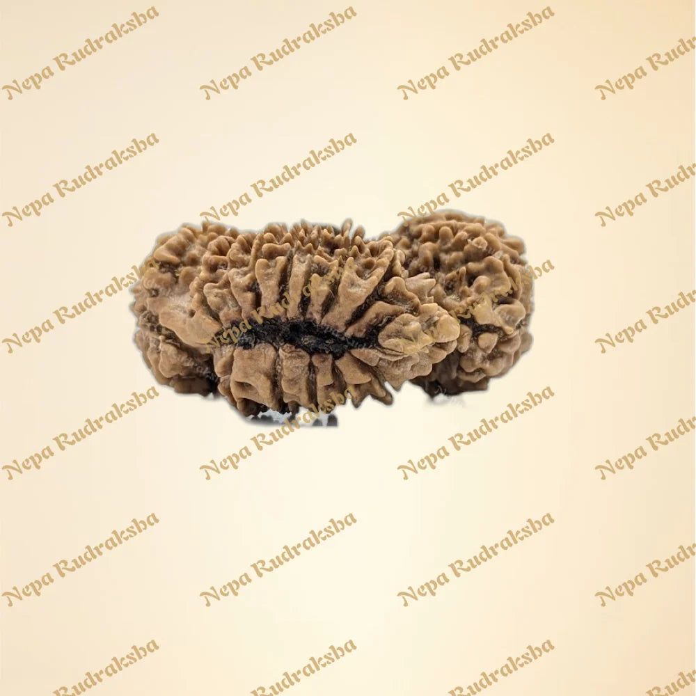 Nepali Trijuti Rudraksha (back)