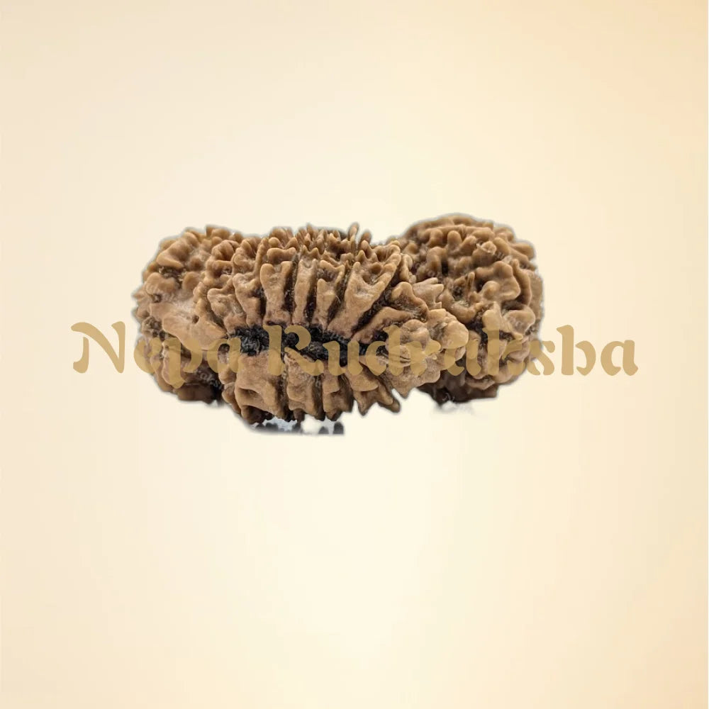 Nepali Trijuti Rudraksha (back)