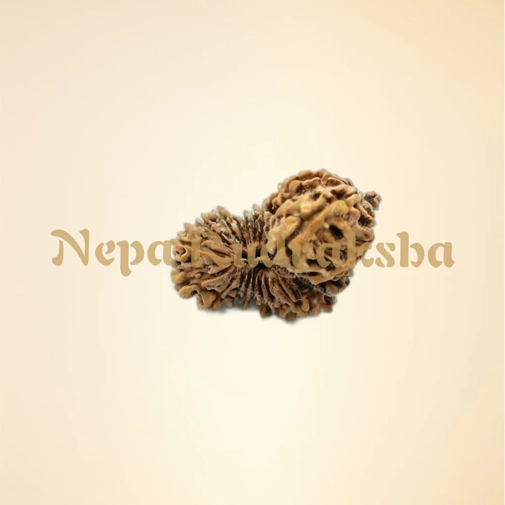 Nepali 26 Mukhi Trijuti Rudraksha (1251)