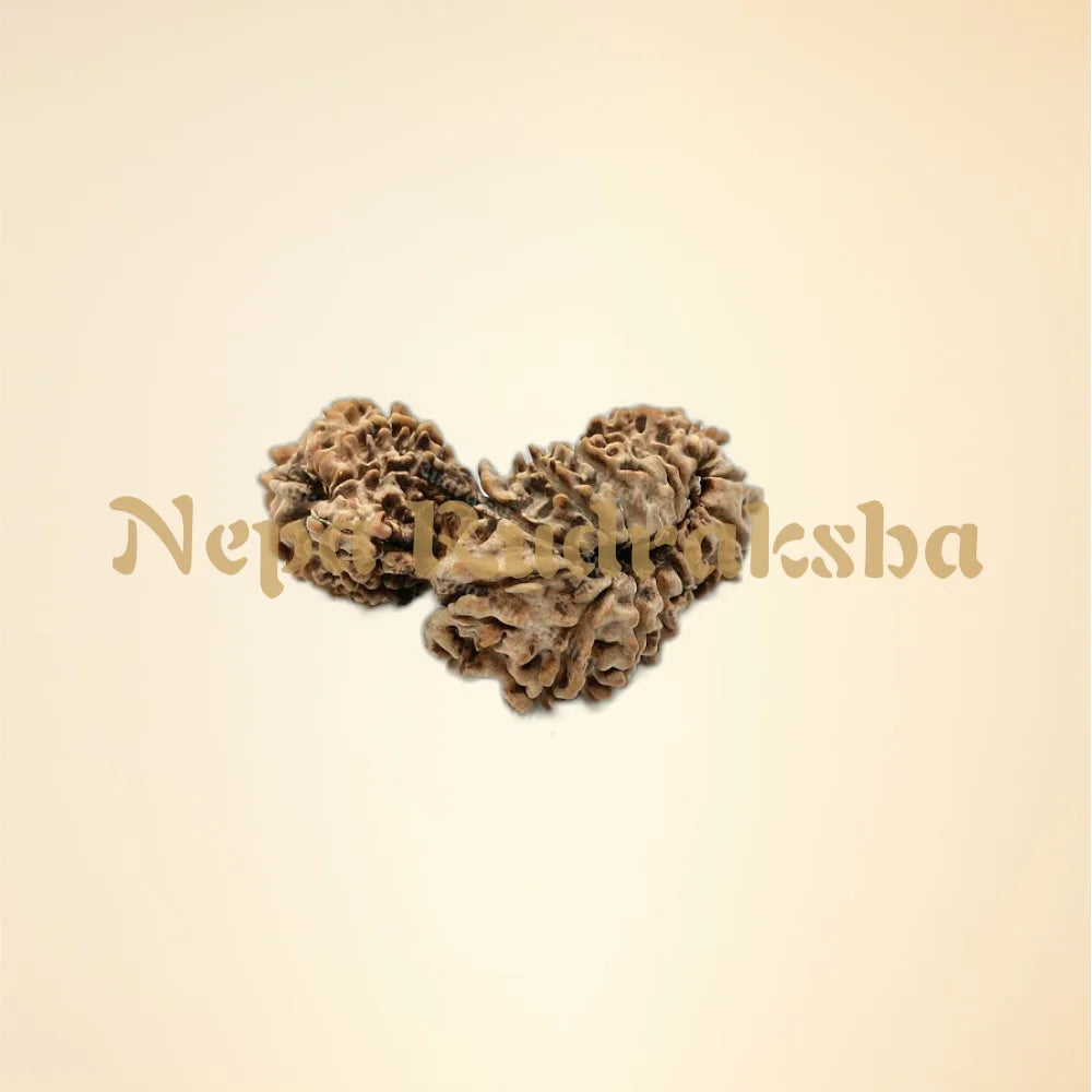 Nepali Trijuti Rudraksha (back)