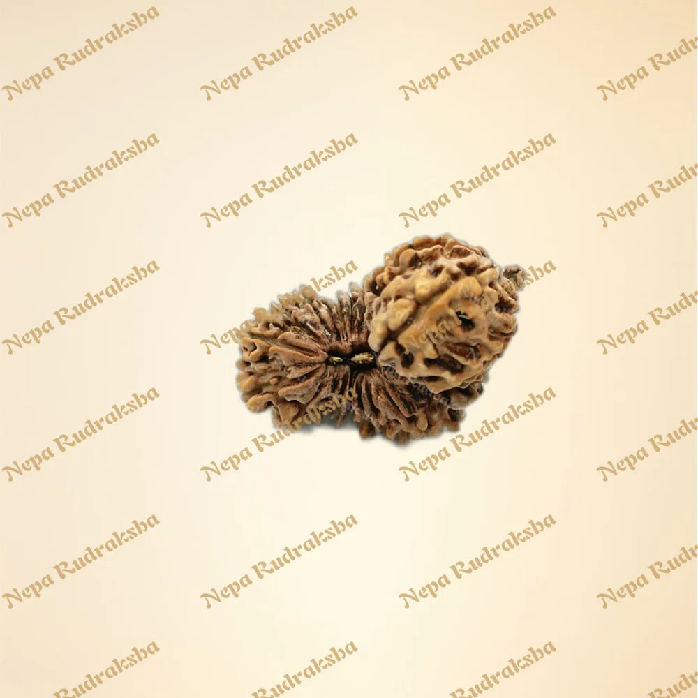 Nepali 26 Mukhi Trijuti Rudraksha (1251)