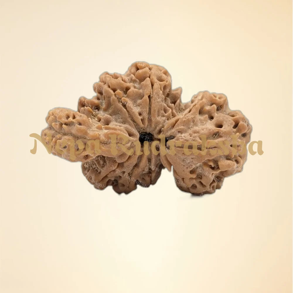 Nepali 9 Mukhi Trijuti Rudraksha (6519)