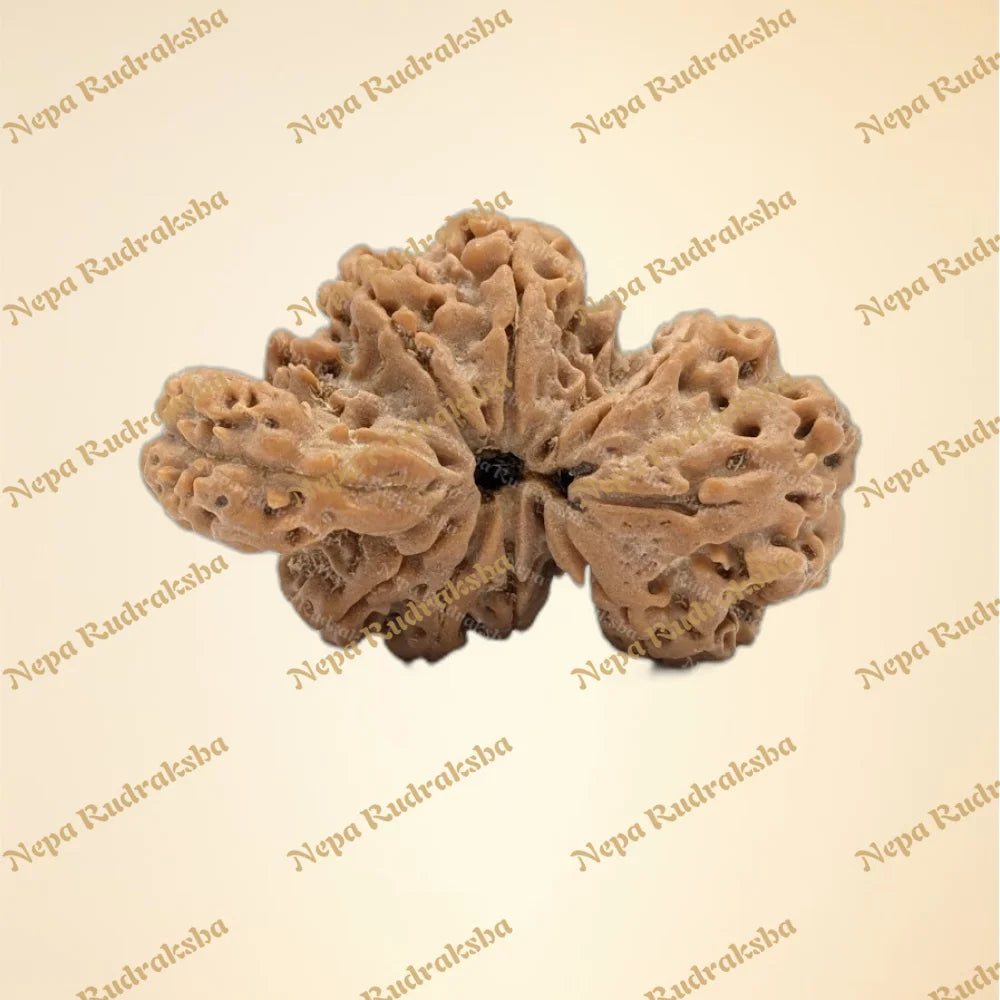 Nepali 9 Mukhi Trijuti Rudraksha (6519)