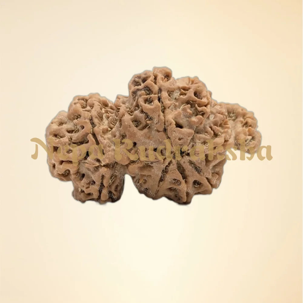 Nepali Trijuti Rudraksha (back)